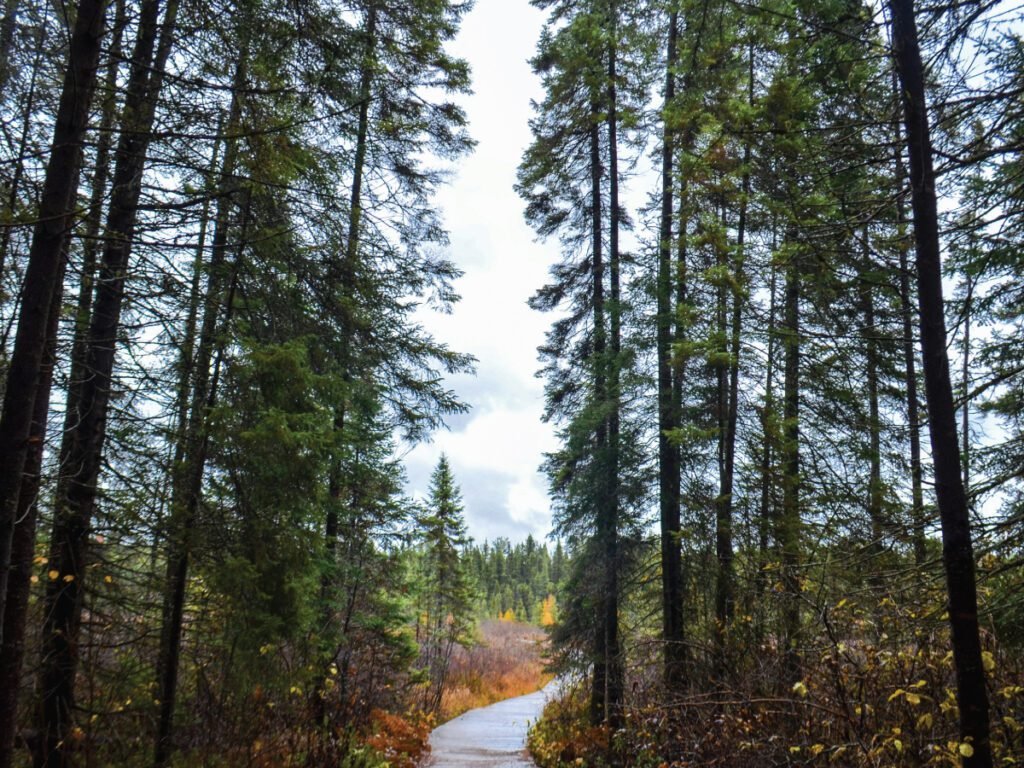 A beautiful, winding golf cart path through a lush green golf course surrounded by tall pine trees within a Quebec national park, perfect for family golfing in Canada.