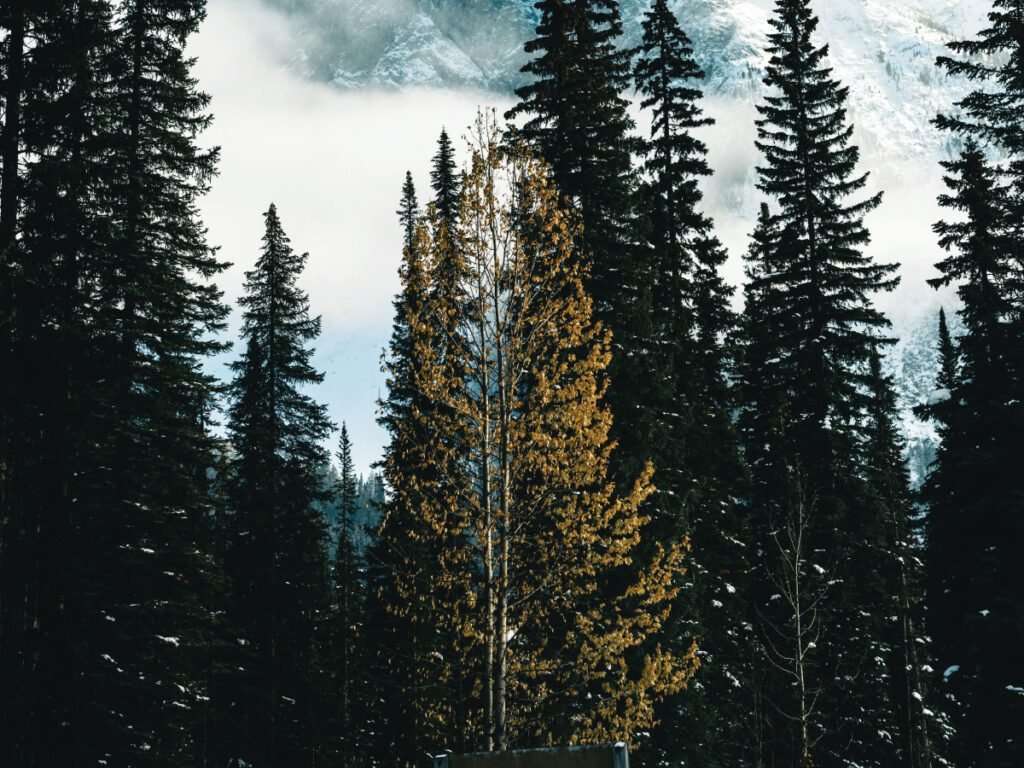  A tall golden tree standing out among dark evergreen trees in a snowy mountain landscape in Jasper National Park, Canada.