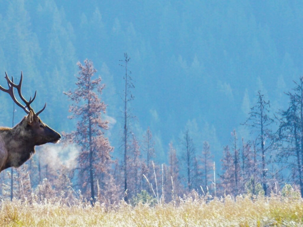  A large bull elk with steam coming from its nostrils, standing in a field with a forest and a mountain in the background.