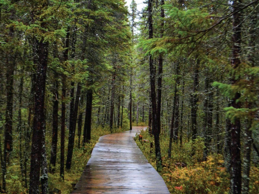 A winding wooden boardwalk trail through a lush green forest in Algonquin Provincial Park, Ontario.